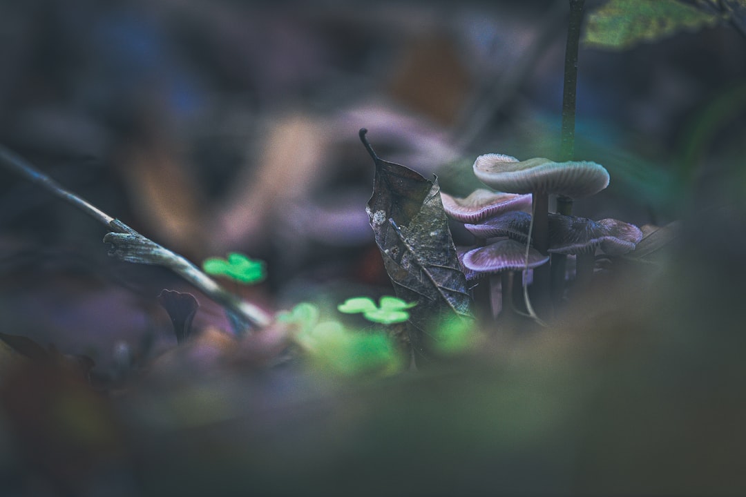 Photo grzyby